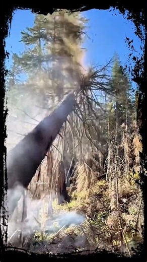 Crack! The most satisfying sound of a large tree falling with a Chainsaw 🌲