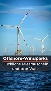Welchen Einfluss haben Offshore-Windparks auf die Natur? - Das wird in der Nordsee untersucht. Und es hat sich Erstaunliches herausgestellt: Die Turbinen bilden unter Wasser ein künstliches Riff mit vielen Lebewesen. Was das konkret für Tiere in der Nordsee bedeutet, erfahrt ihr in unserer Doku ➡️ so.arte/Windparks-im-Meer | Arte