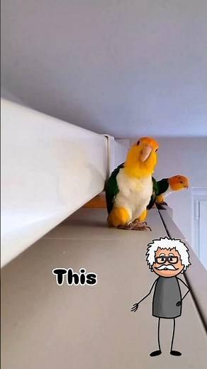 This Parrot Follows You Everywhere