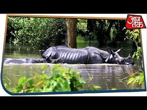 Assam Floods: 70% Of Kaziranga National Park, 95 Camps Submerged
