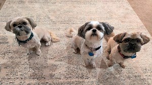 Watch NBJU Dog Bark Training Collar. How to use Walkthrough on Amazon Live