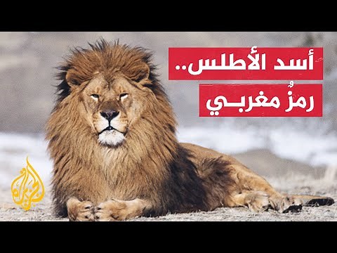 آخر ظهور له في الطبيعة كان في الأربعينات.. جهود لإنقاذ أسد الأطلس في المغرب