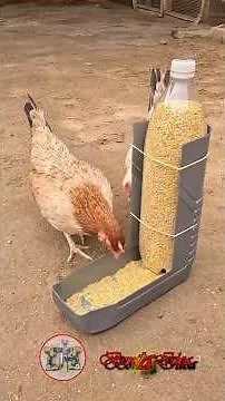 Comedero Automático casero🐔 la mejor idea para alimentar tus aves sin desperdicio fácil y económico