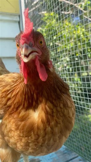 Chickens looking at the camera #chicken #freerangechickens #backyardchickens #funny