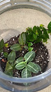 Make your own Terrarium at our Workshop on July 9. All materials provided, including jewel and rattlesnake orchids! Sign up here: https://tulsabotanic.org/?q=content/terrarium-workshop | Tulsa Botanic Garden