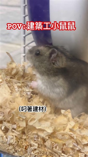 #三線鼠 #pets #068