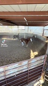 Tony Gonzalez on Reels