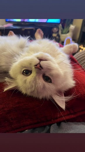 Emma French (@emmafrench36)’s videos with It's Corn - Tariq & The Gregory Brothers & Recess Therapy