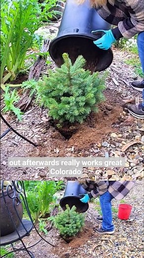 Basics for beginner gardeners #shorts #gardeningforbeginners
