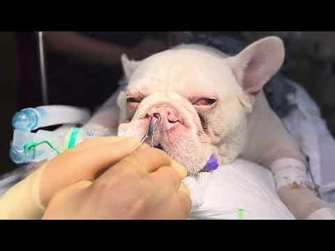 Alavestibuloplasty surgery