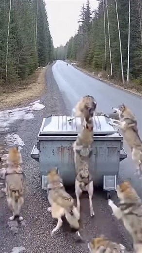 She Threw Trash… Wolves Appeared 😳🐺