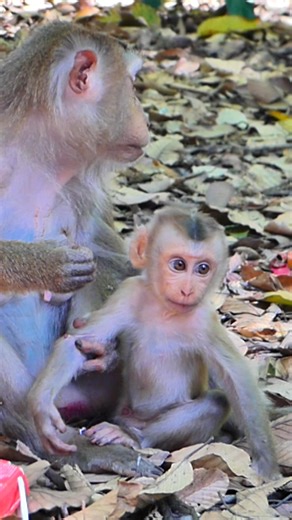 Small Lynx feeling very hungry at now | Alien TV