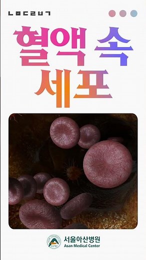 혈액 속 세포 - 백혈구, 적혈구, 혈소판에 대하여 알아볼까요?