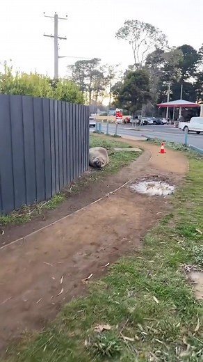 291K views · 6.3K reactions | Concreted steel posts decimated by Neil 玲he’s a terror day or night. ##terror##neiltheseal | Neil the Seal | Facebook