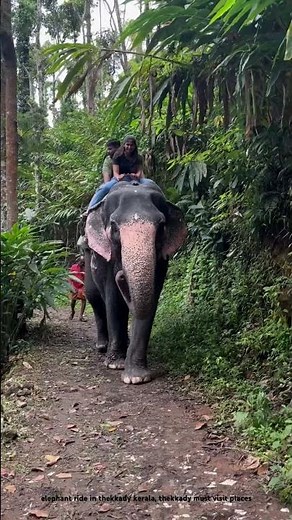 Thrilling Elephant Ride in Thekkady, Kerala! 🐘| Must do activity in Kerala