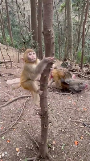 Fast Fighting Primates Monkeys #monkey #wildest #cute