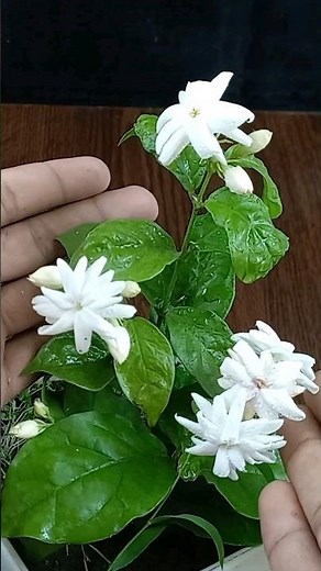Easy Way To Grow Jasmine flower From Cuttings 100 % Rooting Result