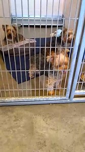 8K views · 85 reactions | Update**ALL Yorkies have been adopted!!!!!...