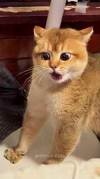 Ultimate Angry Cat Compilation | Try Not To Laugh 😹 #cat