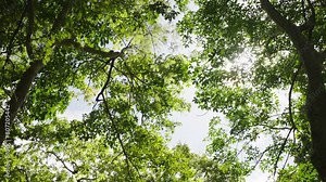 Sunlight through the branches of trees. Low angle view tree tall sun beam forest.