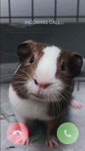 Cutest Christmas Guinea Pig Moments Ever!