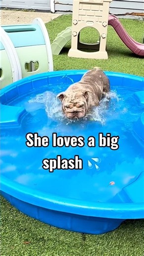 Even the Bulldogs love to make a splash on a hot Florida day ! BigBoneBulldogs.com #bulldog #florida