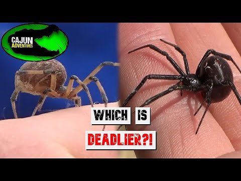 Black Widow VS Brown Widow!