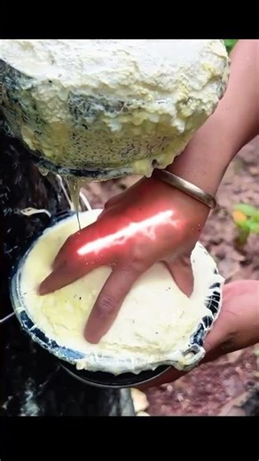 How Natural Rubber Mattress Is Made | Rubber Tree Latex Fact 😲#shorts