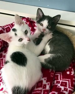 Cute Kitten Cat Colorful Learning Color Video For Kids - Funny Educational Videos for Kids Toddlers - video Dailymotion