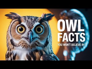 Top 10 Owl Facts – The Silent Hunters of the Night Revealed
