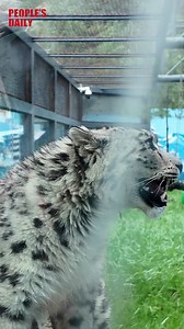 26K views · 142 reactions | Rescued injured snow leopard cub's will...