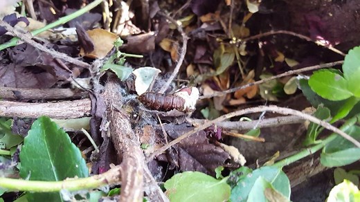 A first in its 40 year history, our gypsy moth program has discovered live female gypsy moths in Washington. In all, about 100 female moths were collected. Here is a video of one of them emerging. You can read more in our latest press release at https://agr.wa.gov/news/2017/NR2017-08-14FemaleGypsyMothsCaught.aspx #invasivespecies | Washington State Department of Agriculture