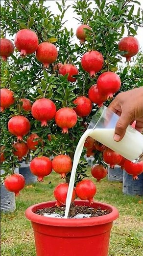 Easy and fast method to grow and propagate pomegranate trees #garden #fruit #nature