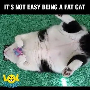 612K views · 6.7K reactions | It's Hard Being a Fat Cat! Join our Group; Cat Planet Chat! | Cat Planet | Facebook