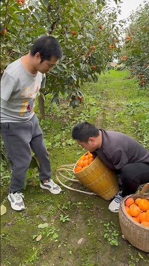 Fresh Crispy Persimmon Harvest 🍊 | Picking Sweet Crunchy Persimmons From Tree