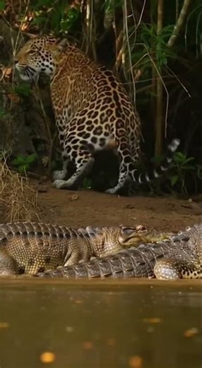 Unbelievable Amazon Fight – When Two Predators Refuse to Back Down #depredadores #wildlife #vidasal