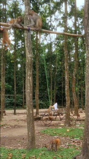 The monkeyis swing 🤣 #monkeyworld #monkey #monkeyswing