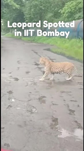 Leopard Spotted in IIT Bombay Campus 😱😱 #iit #iitbombay #iitjee #jee #shorts #trending #viral #tiger