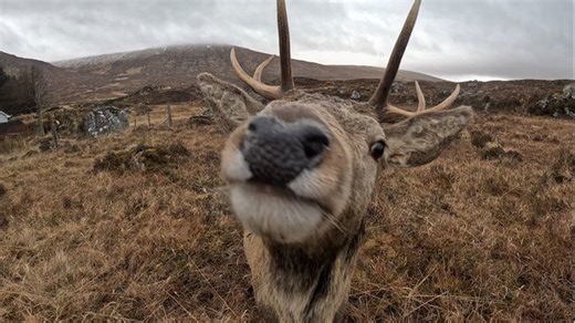 Precious moment wild stag gets up close to camera