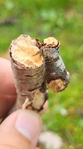 Phalera bucephala Buff-tip moth! | Moth of the day