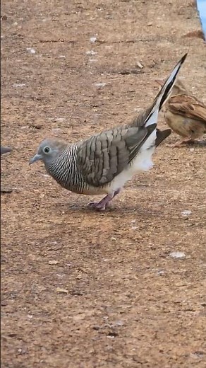 Zebra Dove Mating Call