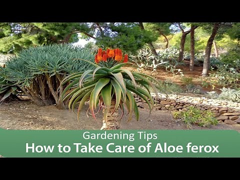 Aloe ferox Video