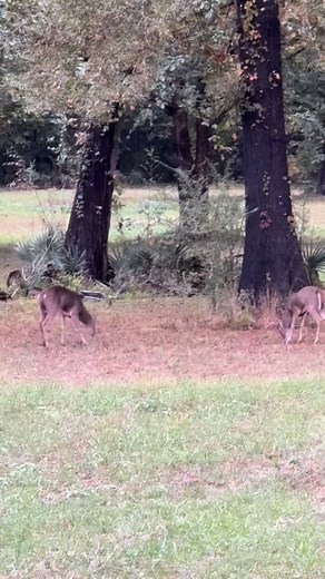 It’s hard to make some hunters believe the deer go to the acorns over corn/feed this time of the year. See the dirt circle under that tree? It happens every year unless there’s a bad crop of acorns. This year there’s a great crop of acorns and those guys letting the guides do their jobs are seeing plenty of animals! | Salt Log Lodge