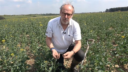 Problems with the oilseed rape harvest