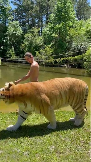 Beautiful Golden Bengal tiger