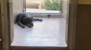 4/11 BACK ON PH, link updated Returned adoption for not getting along with a cat. Still at shelter and kennel card up. But no longer on Petharbor (Apr5) JAGGER (name on kennel card) #A1508102 Status YELLOW Left forelimb lameness, improving with pain meds and cage rest. I am a neutered male, blue Weimaraner and Mastiff. The shelter staff think I am about 1 year old. I have been at the shelter since Mar 16, 2019. My stray holding period ended on 03/21/2019 and I am now available for adoption. http