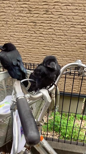 カラスの魅力と保護について