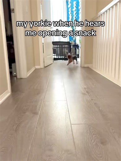 Yorkshire Terrier on Instagram: "👗 Buy all these Yorkie Clothes! 🐶✨ Fresh styles, cozy fits & adorable outfits for your little fashion star. 👉 Get yours today through the link in bio!🛍️"