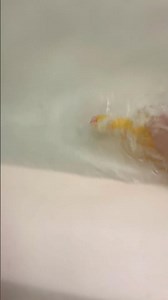 Chicken drowns underwater