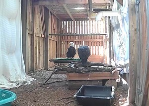 126K views · 10K reactions | 23-126 HAS FLEDGED!!!! We knew it was...